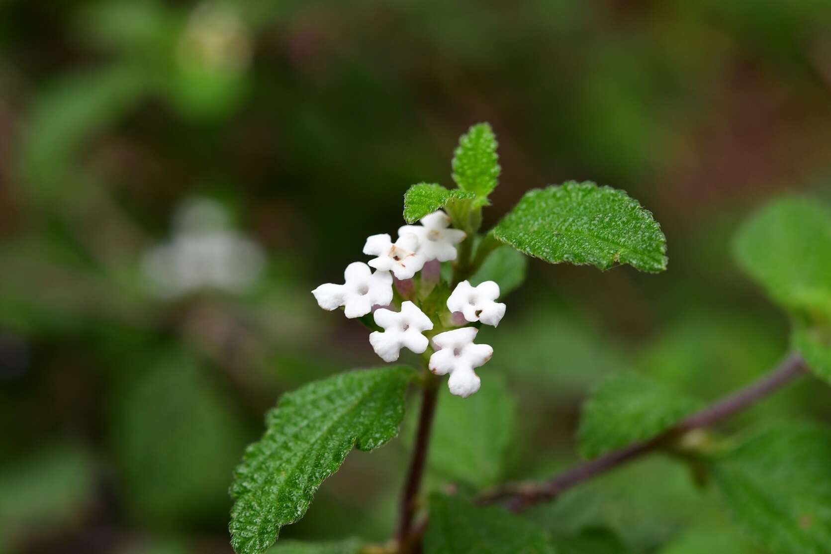 Image of Lantana horrida subsp. horrida