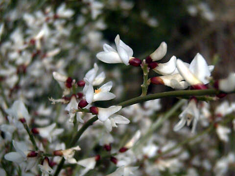 Image of Retama monosperma