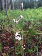 Image of Carolina milkweed