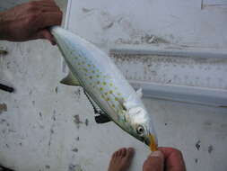 Image of Atlantic Spanish Mackerel