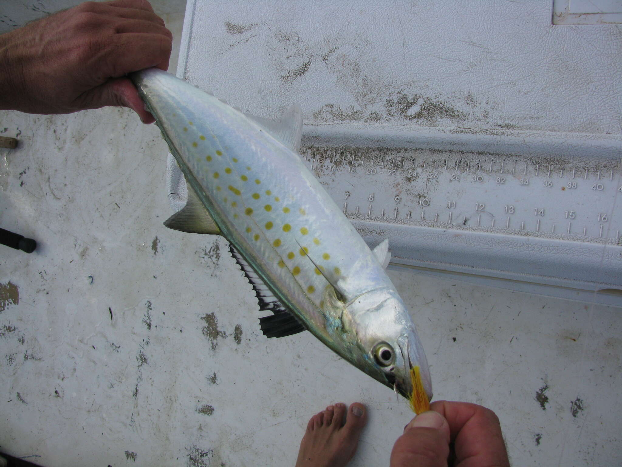 Image of Atlantic Spanish Mackerel