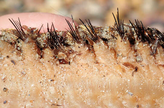 Image of Southern sea mouse