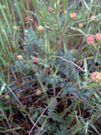 Poterium sanguisorba L.的圖片