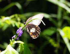 Image of Papilio ambrax Boisduval 1832