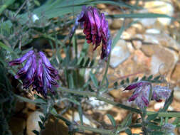 Image of fodder vetch