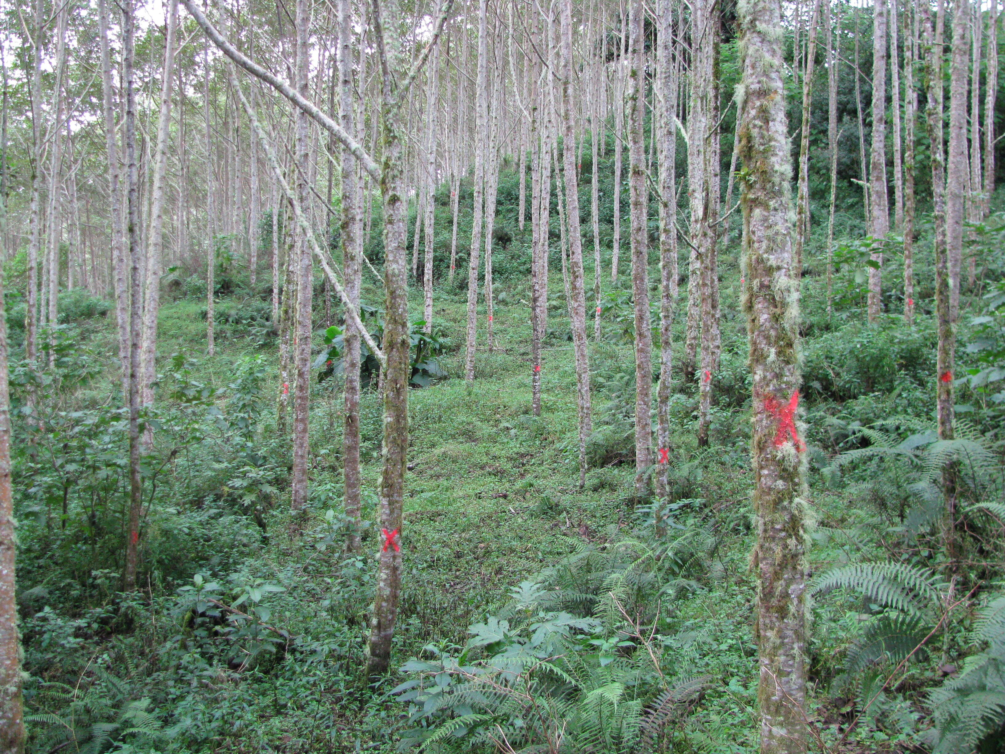 صورة Alnus acuminata Kunth