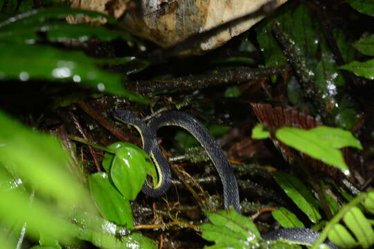 Image of Lasalle's Fishing Snake