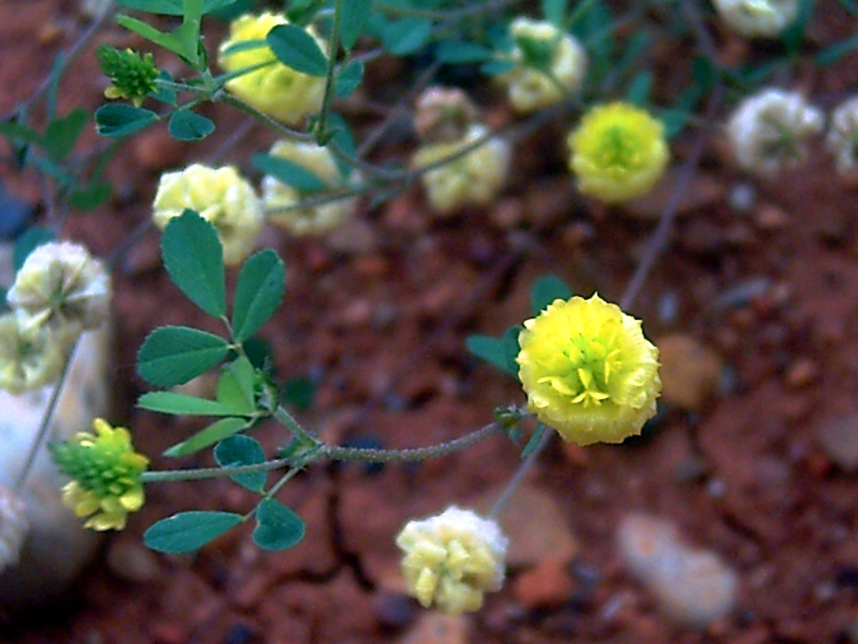 Image of field clover