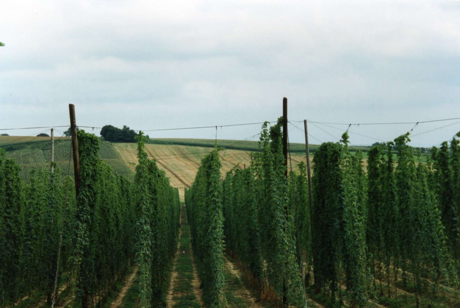 Image of common hop