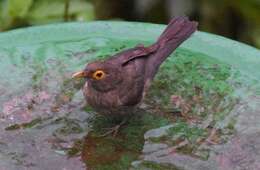 صورة Turdus nudigenis Lafresnaye 1848