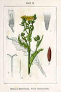 Image of hawkweed oxtongue