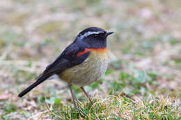 Image of Collared Bush Robin