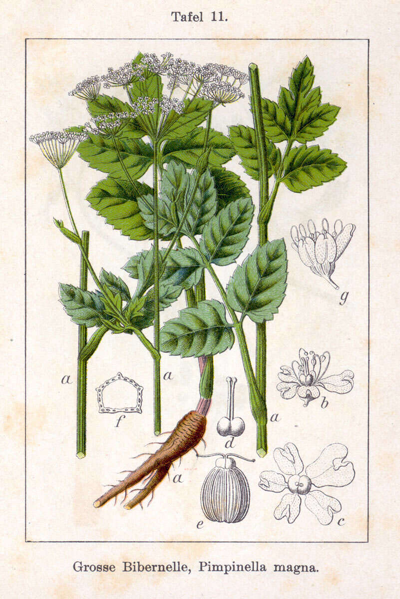 Imagem de Pimpinella major (L.) Hudson