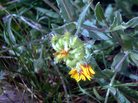 Image of field marigold