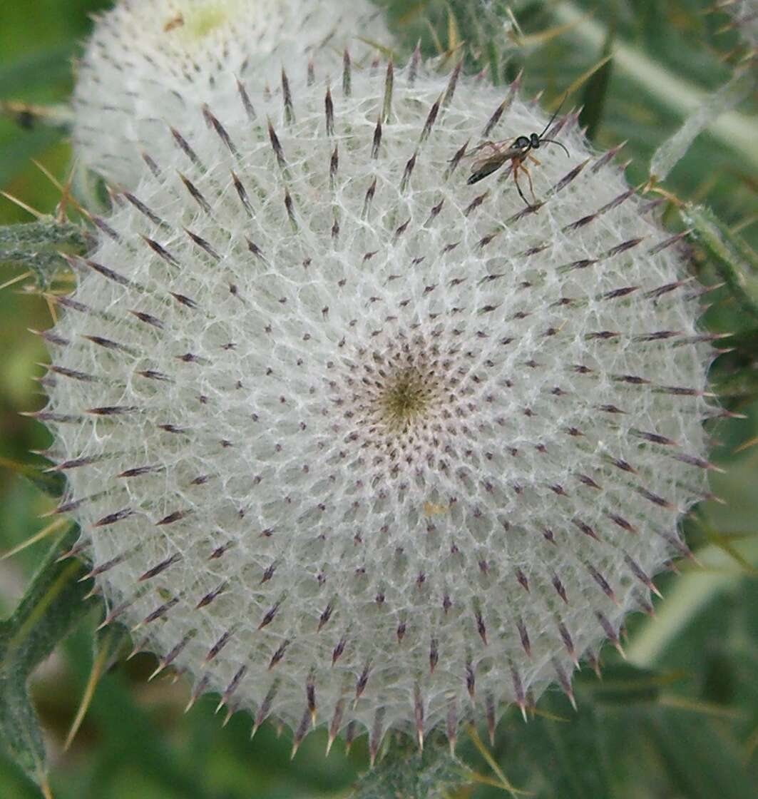 Image of woolly thistle