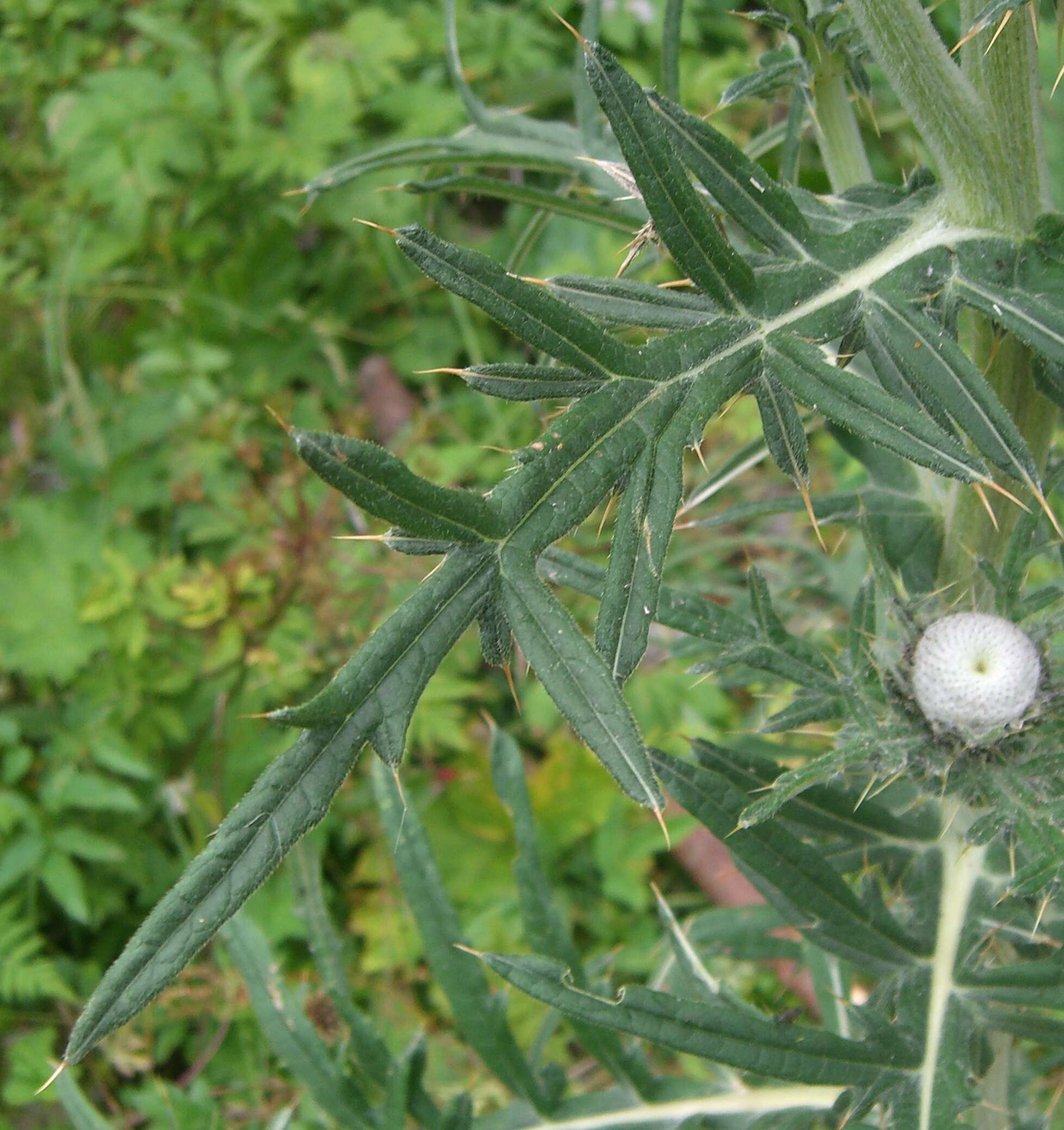 Image of woolly thistle