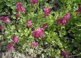 Image of Corydalis buschii Nakai