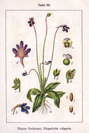 Image of Common butterwort