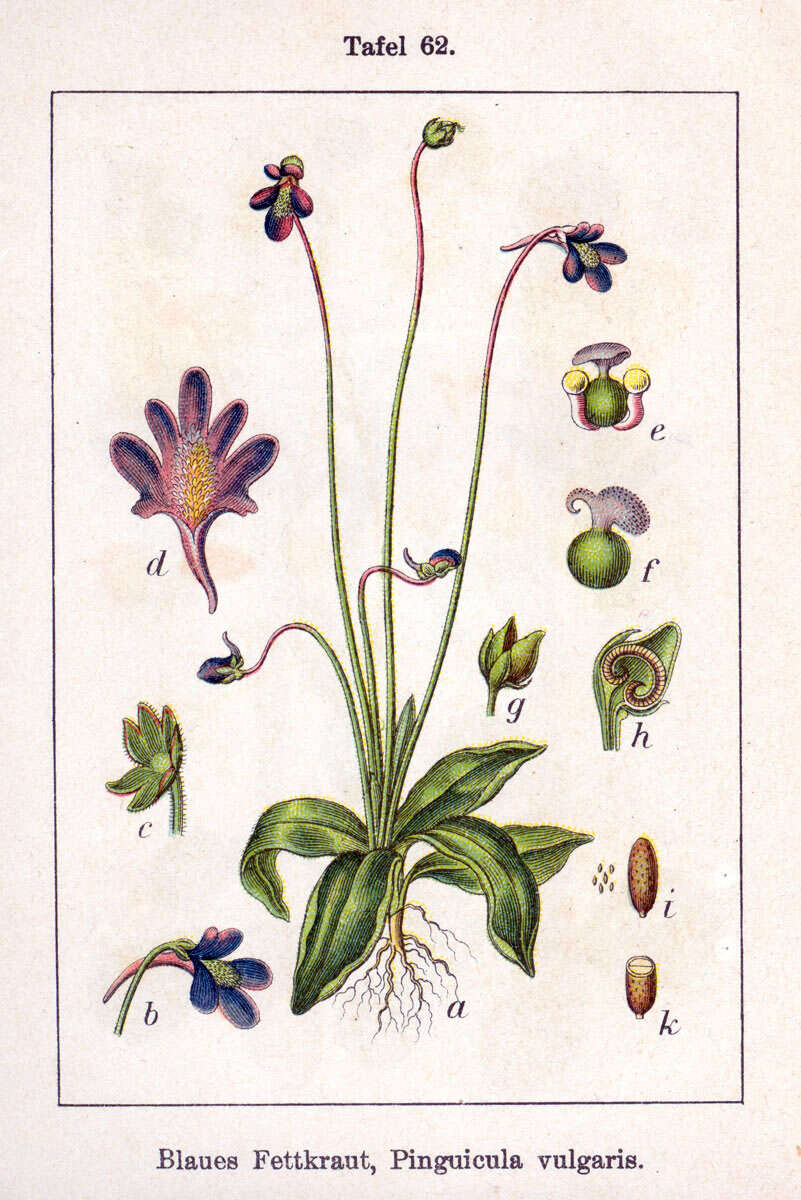 Image of Common butterwort