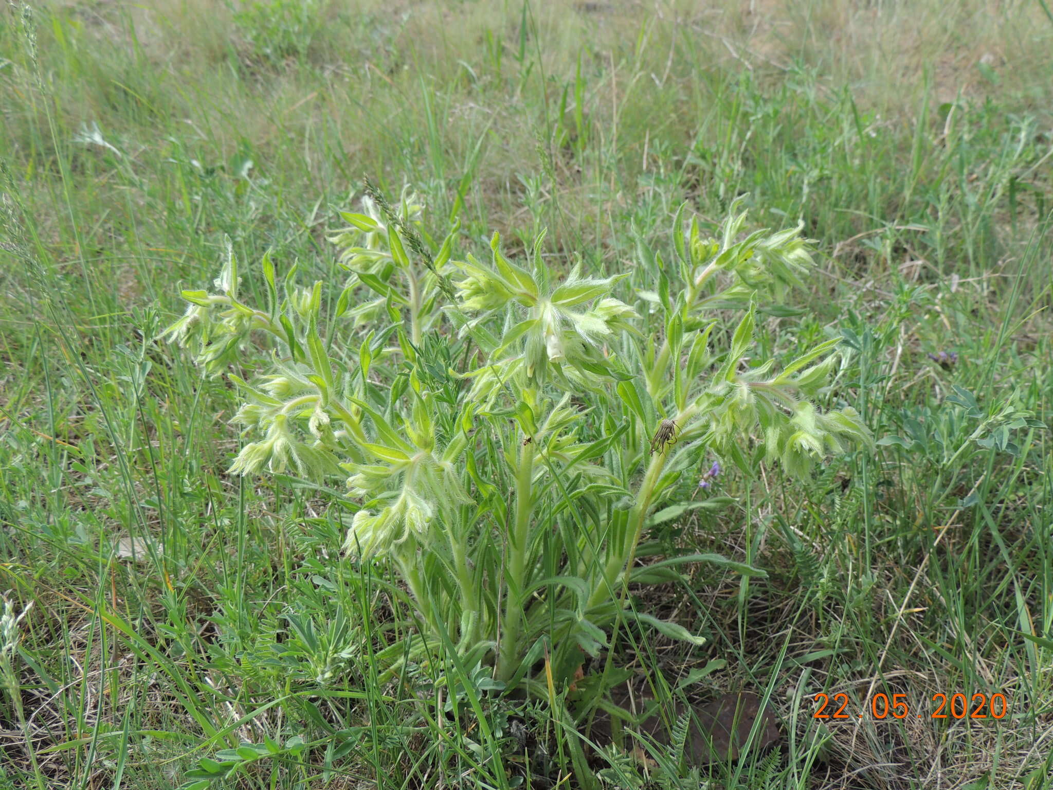 Image of <i>Onosma borysthenica</i>