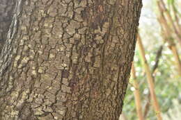 Image of Evergreen Oak