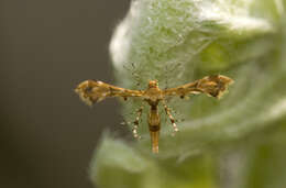 Image de Nippoptilia cinctipedalis Walker 1864