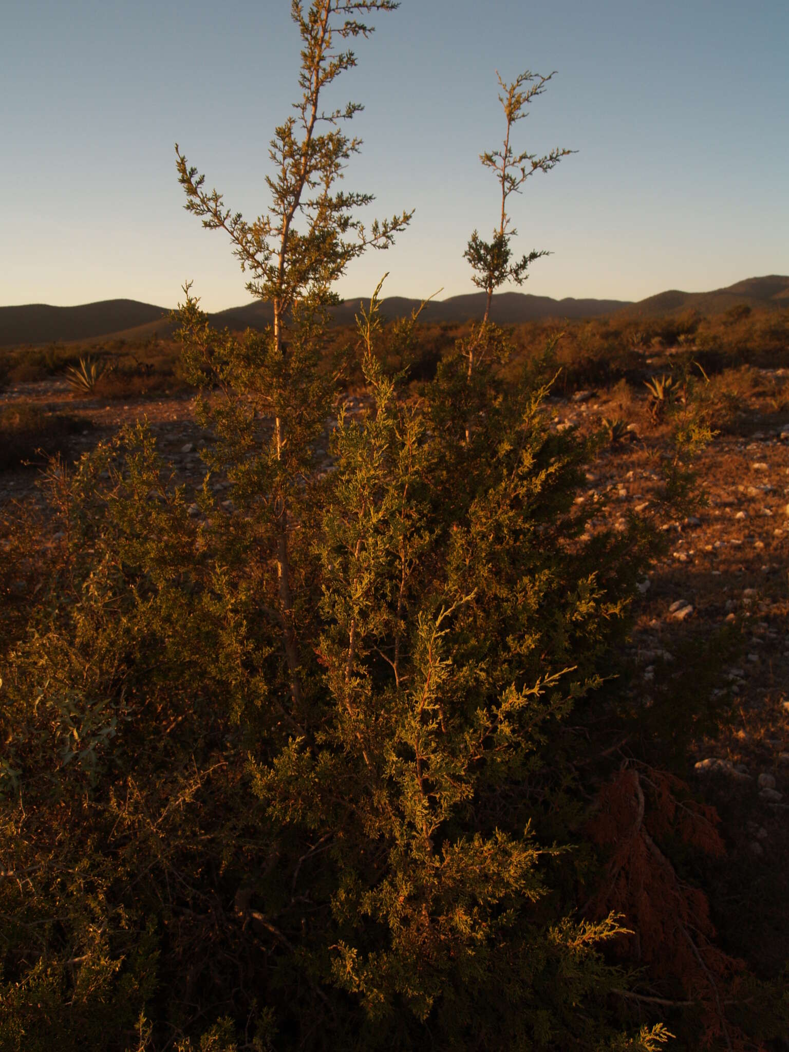 Juniperus monosperma (Engelm.) Sarg. resmi