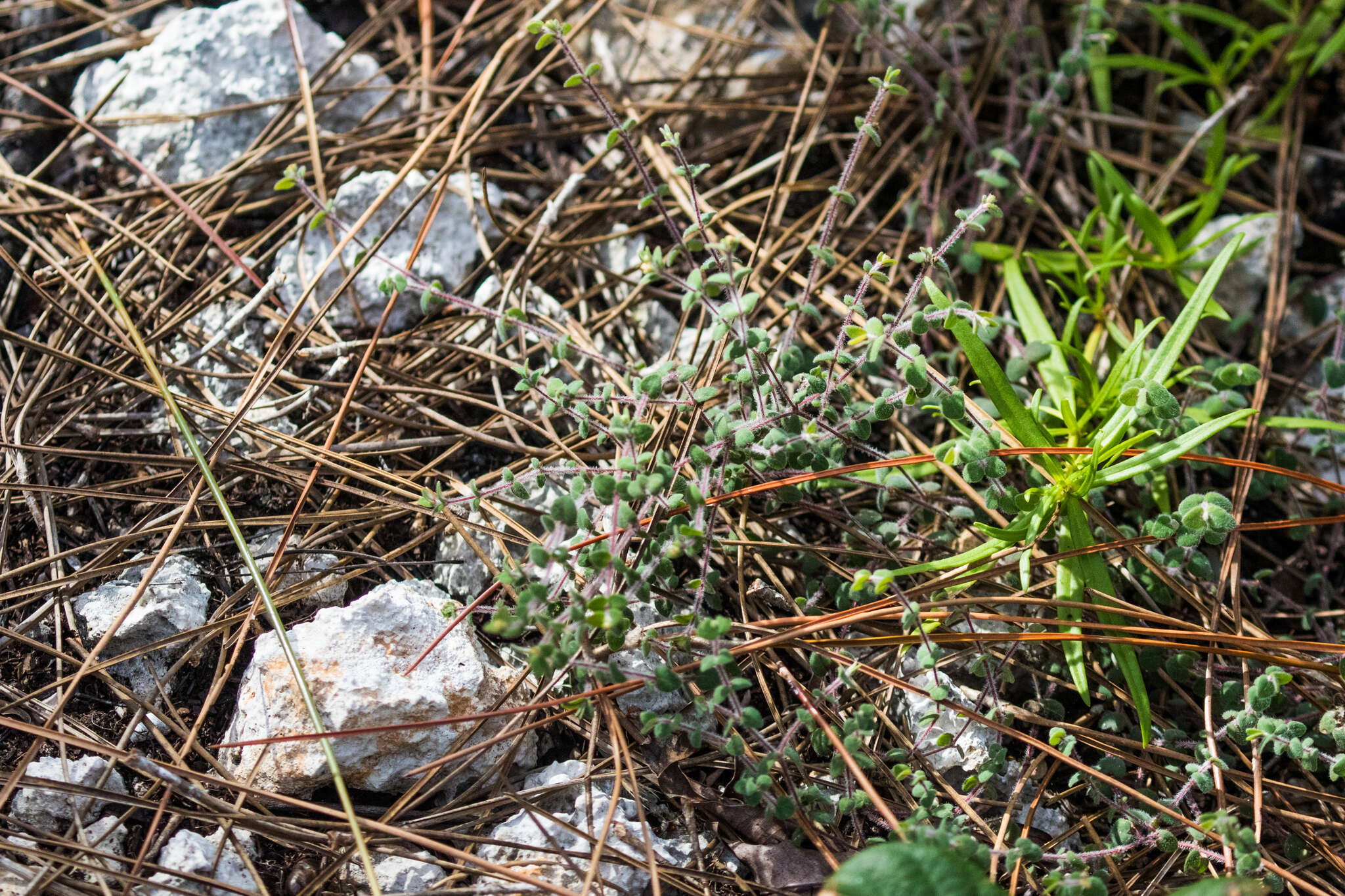 Image of Pineland sandmat