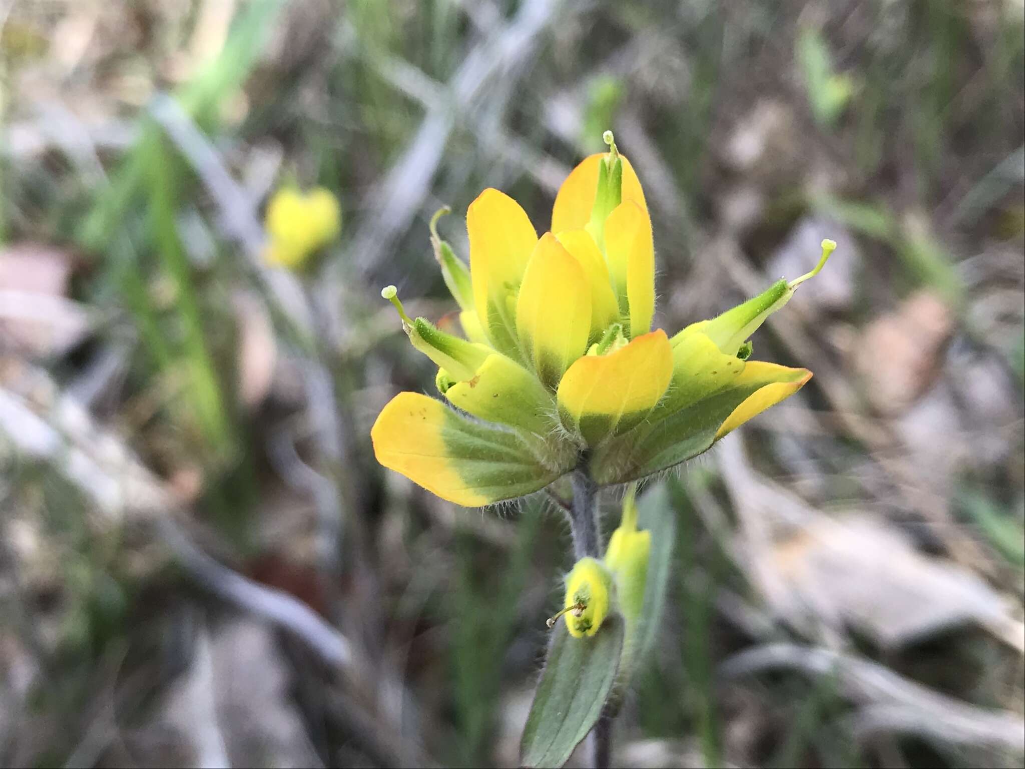 Слика од Castilleja kraliana J. R. Allison