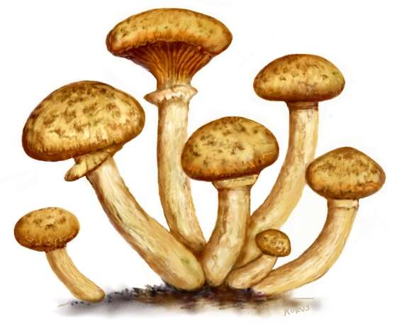 Image of Honey Fungus