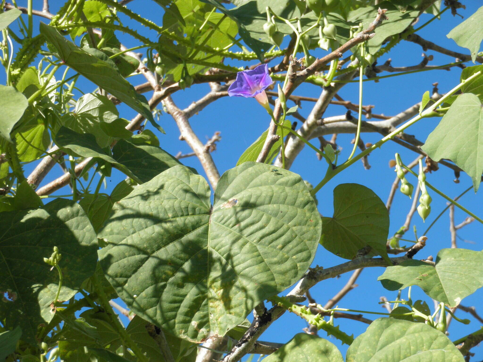 Image of Ipomoea parasitica (Kunth) G. Don