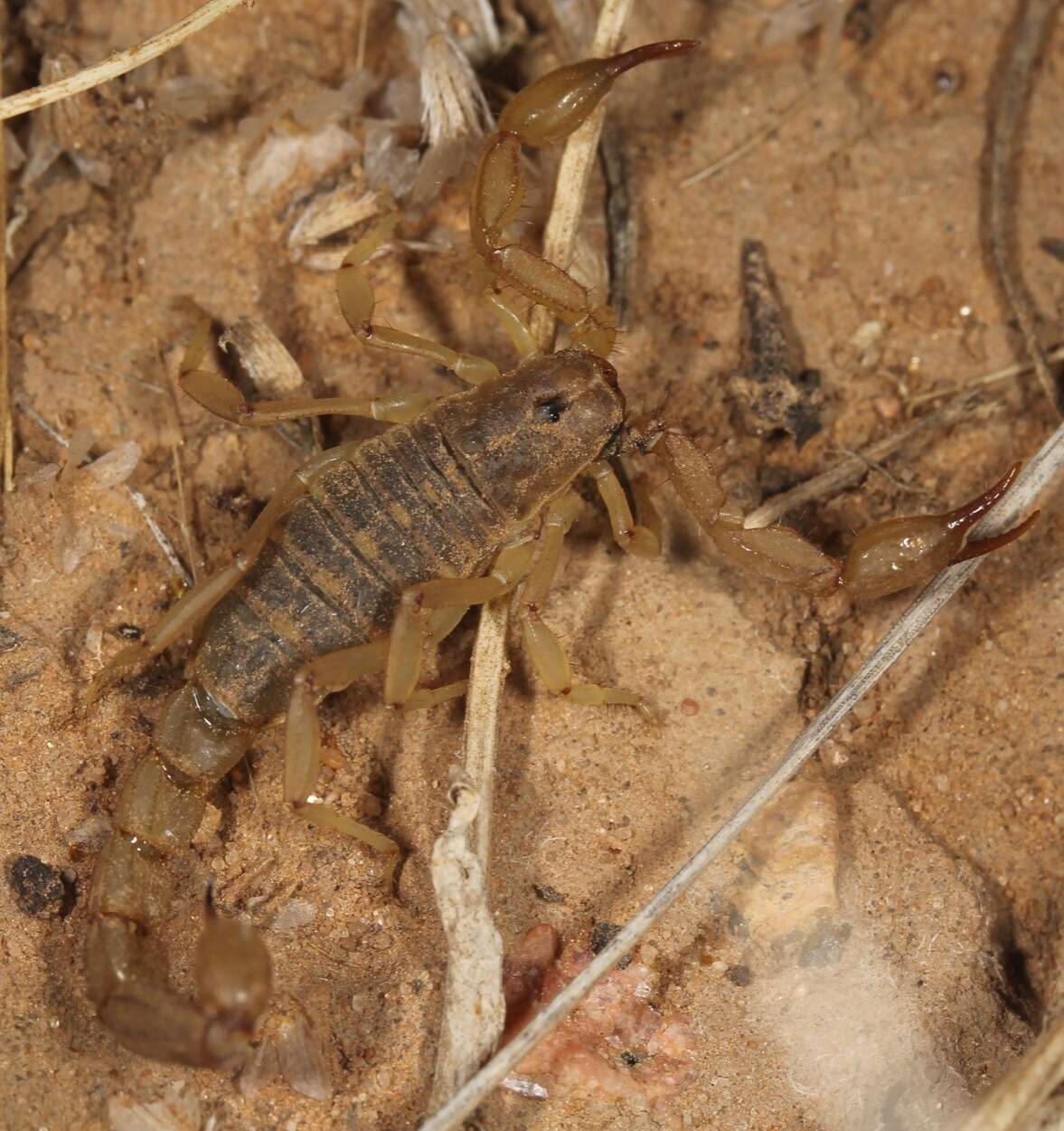 Image of Chihuahuanus coahuilae (Williams 1968)