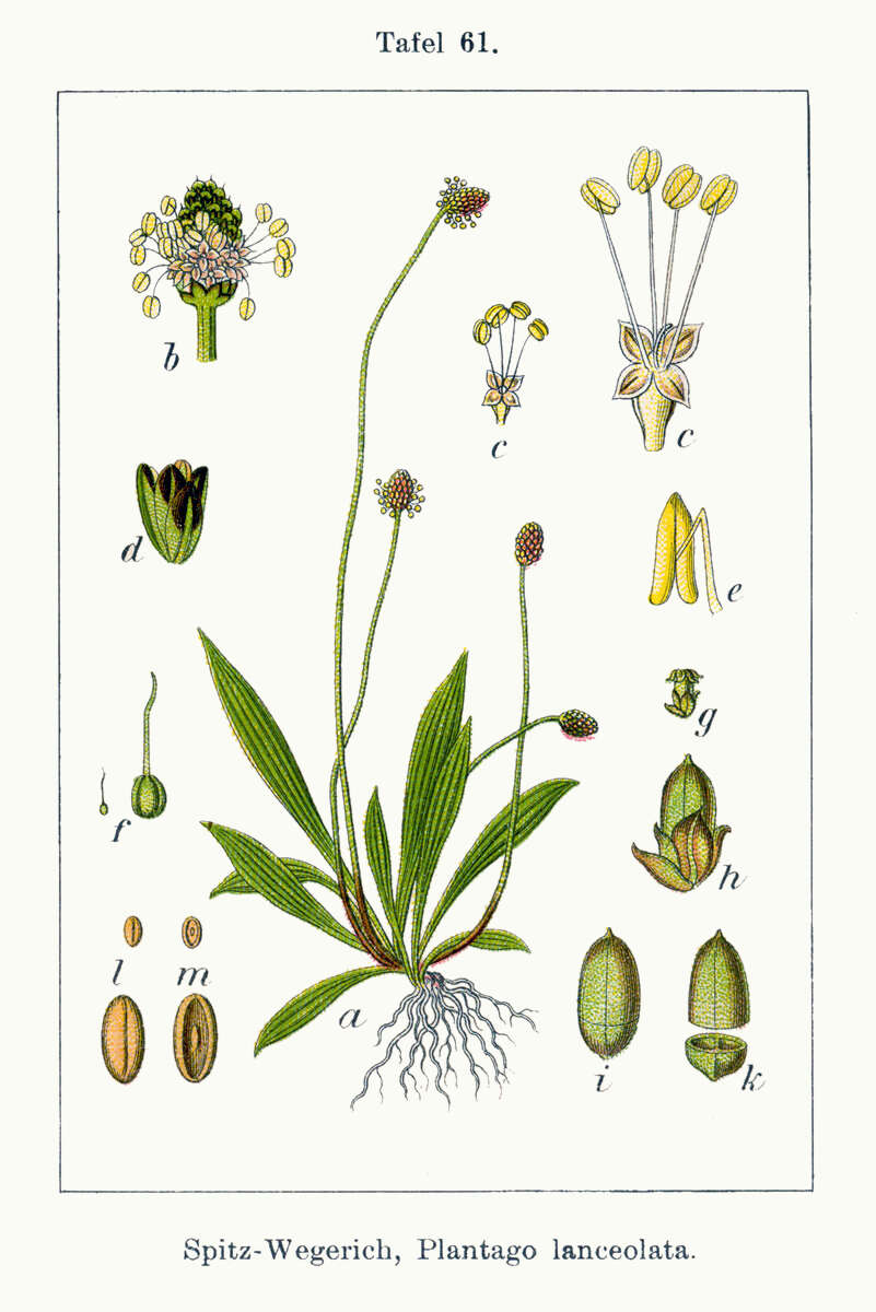 Image of Ribwort Plantain