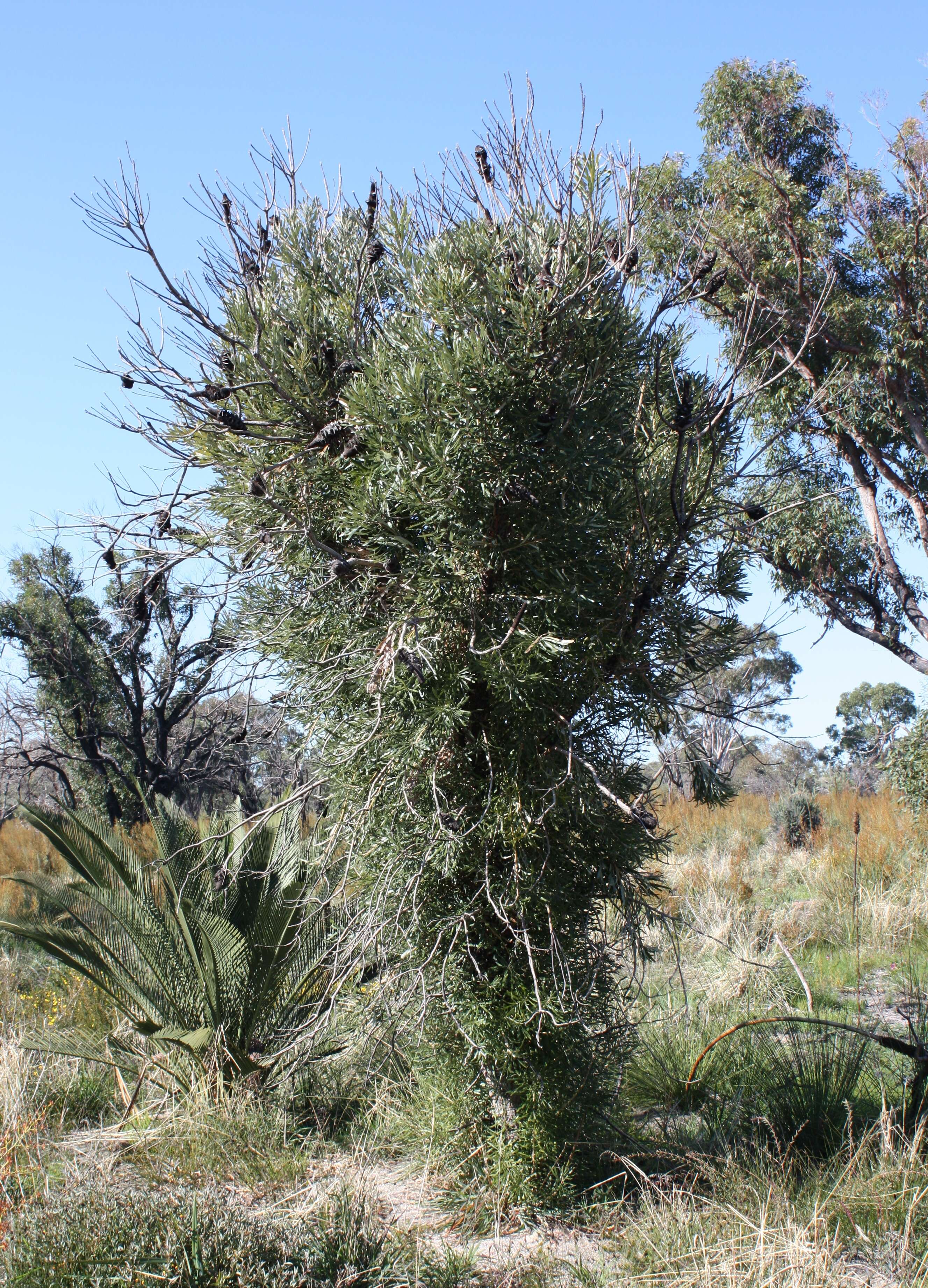 Plancia ëd Banksia attenuata R. Br.