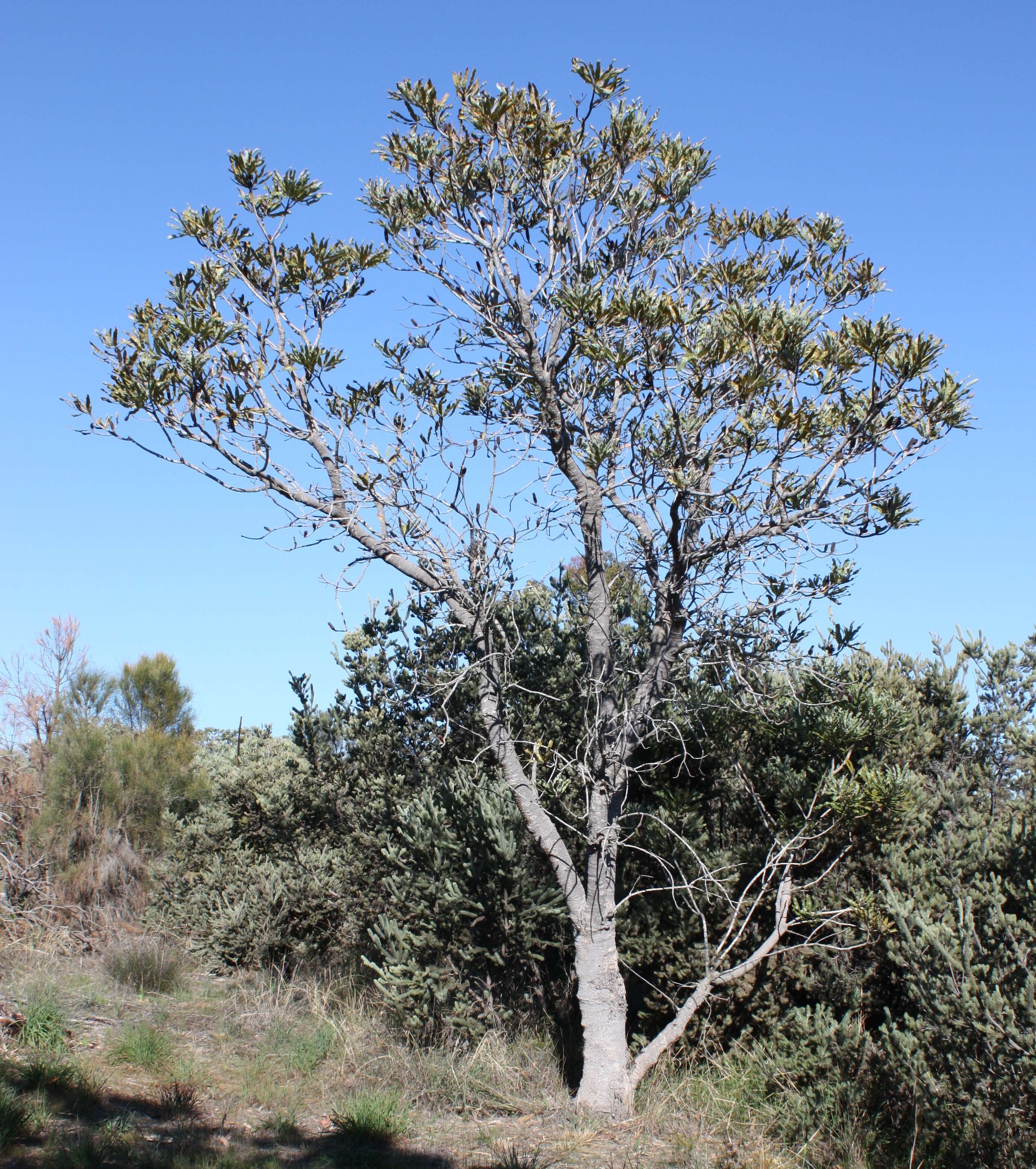 Plancia ëd Banksia attenuata R. Br.