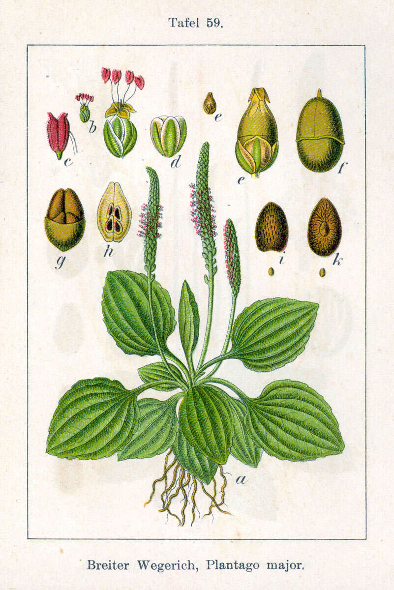 Image of Broadleaf Plantain