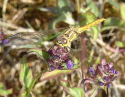 Image of common selfheal