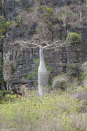 Image of Suarez baobab