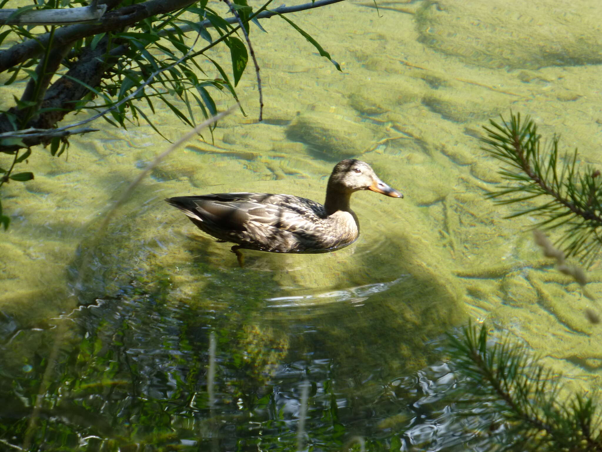 Image of Common Mallard