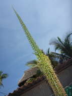 Image of Agave ortgiesiana (Baker) Trel.