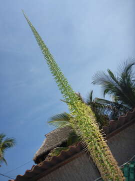 Слика од Agave ortgiesiana (Baker) Trel.