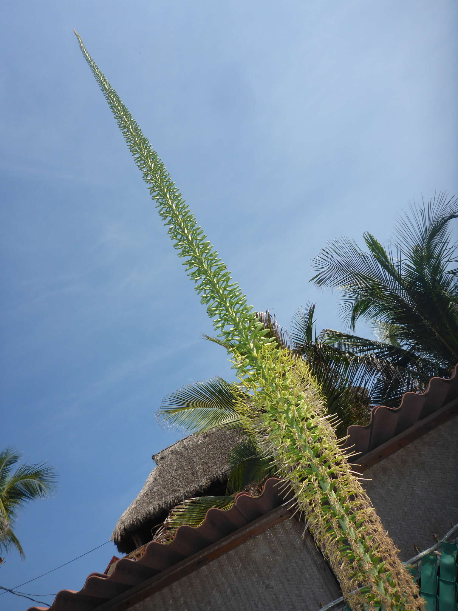 Слика од Agave ortgiesiana (Baker) Trel.