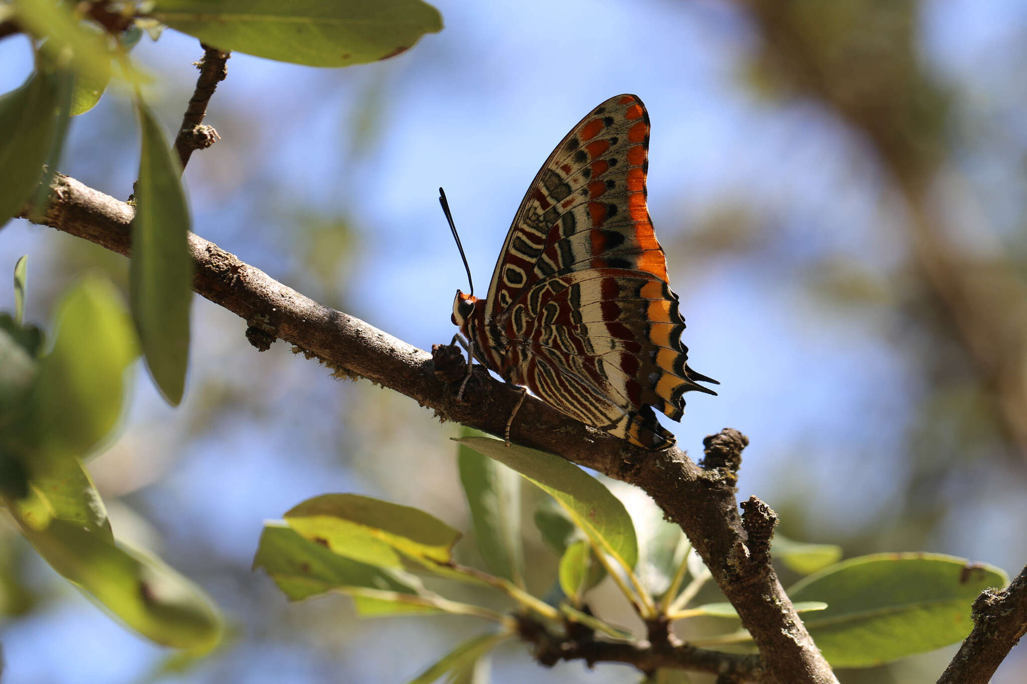 Image of Two-tailed Pasha