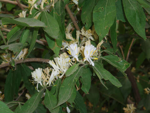 Imagem de Lonicera maackii (Rupr.) Maxim.