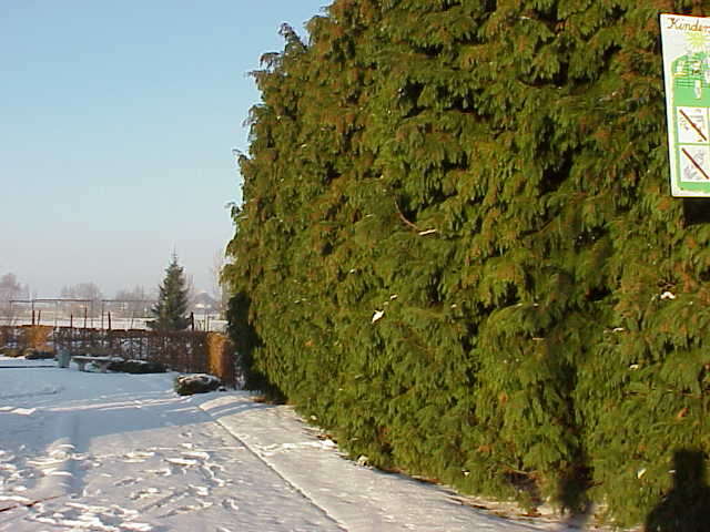 Image of Lawson's Cypress