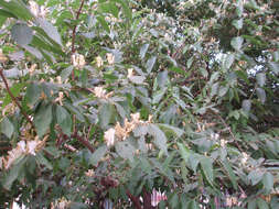 Image of Amur honeysuckle