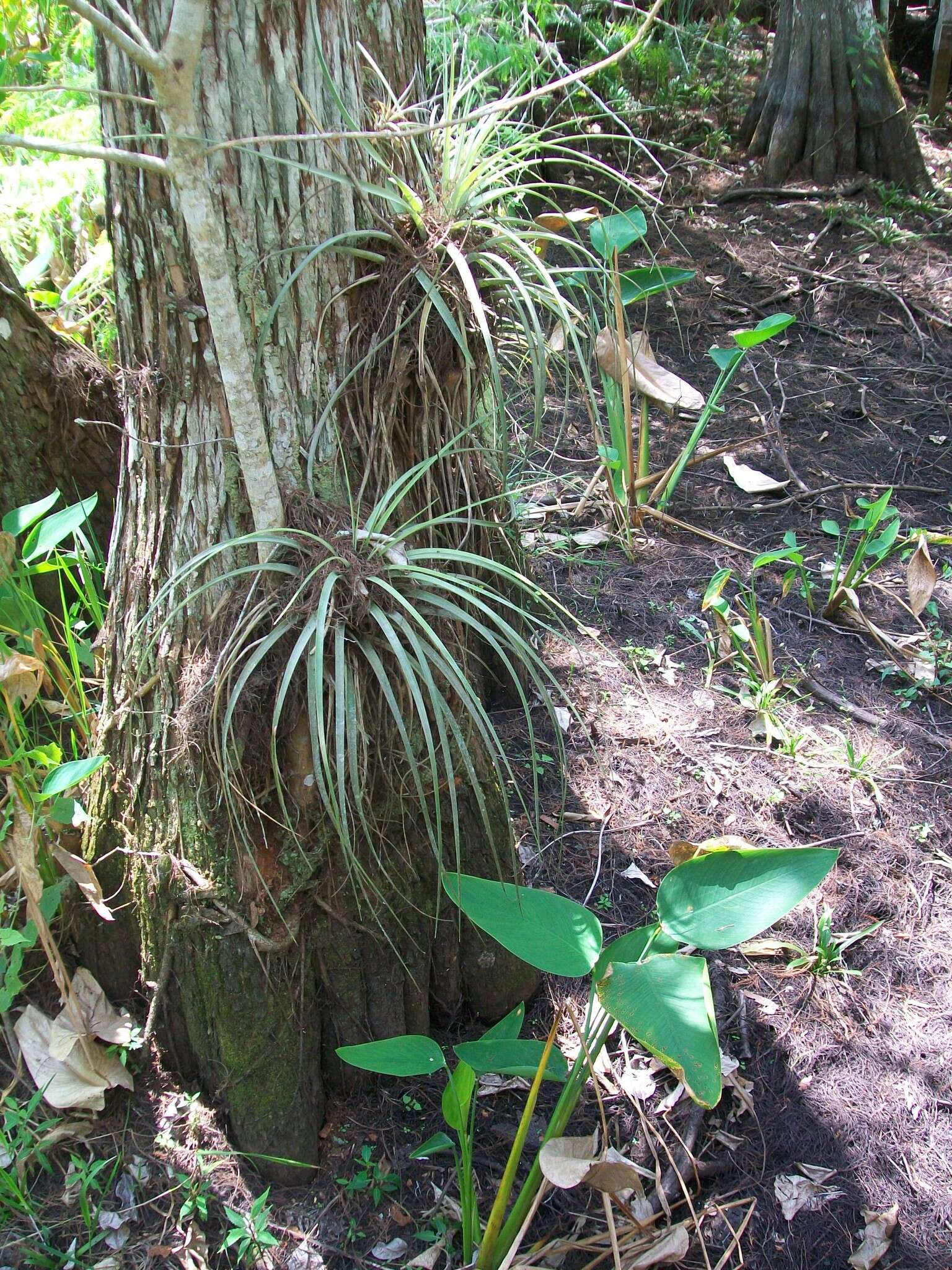 Image of Cardinal Air Plant