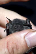 Image of Thick-thumbed Myotis