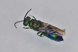 Image of <i>Chrysis iris</i>