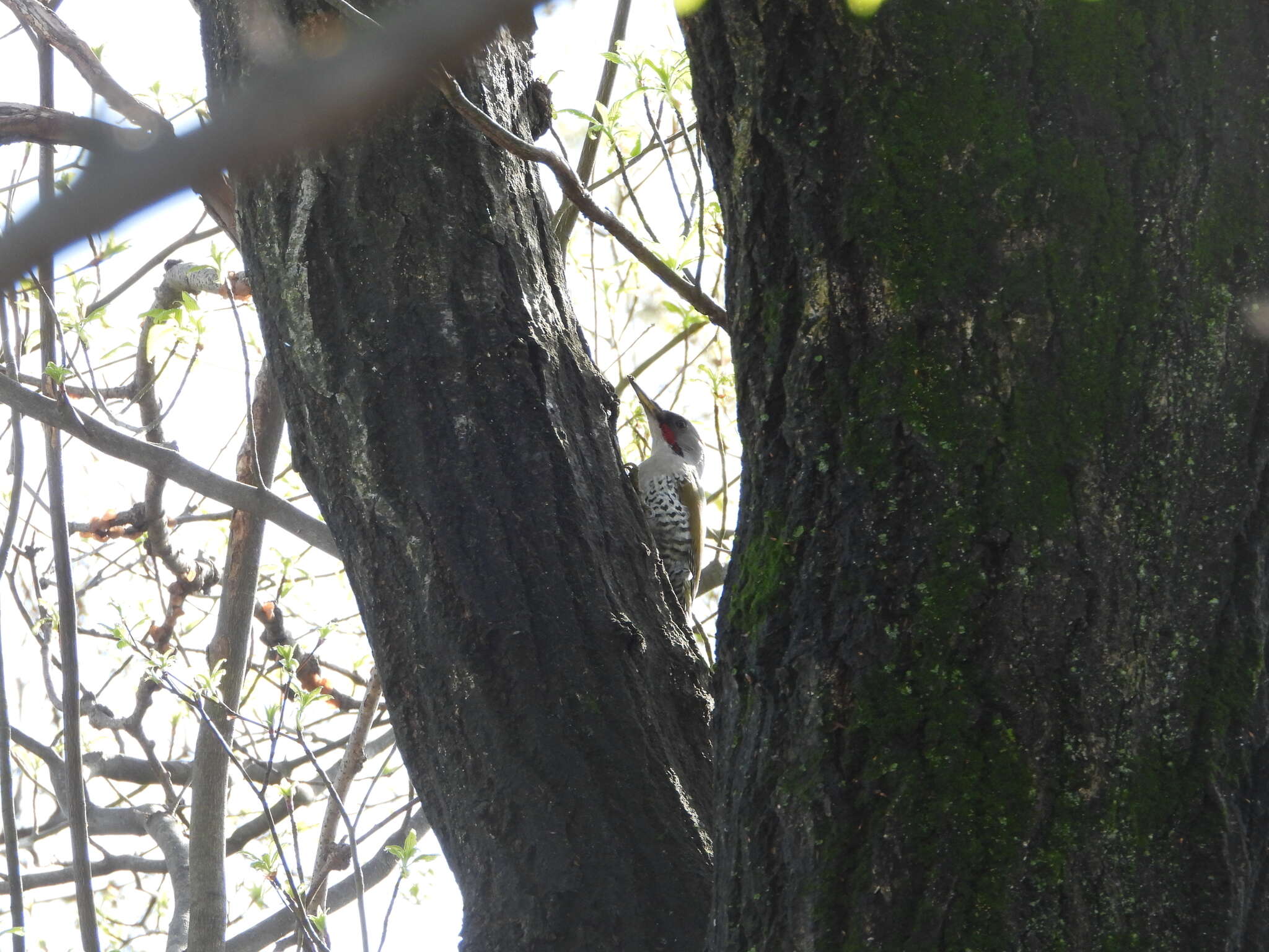 Image of Japanese Green Woodpecker